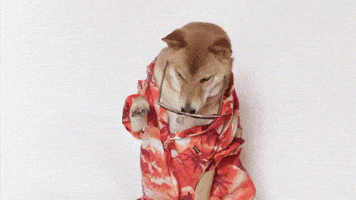 Cool Dog Sunglasses GIF by Menswear Dog