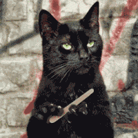 Bored Cat GIF Bored Cat GIF