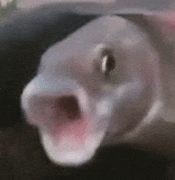 Weird Fish Reaction GIF by MOODMAN Weird Fish Reaction GIF by MOODMAN